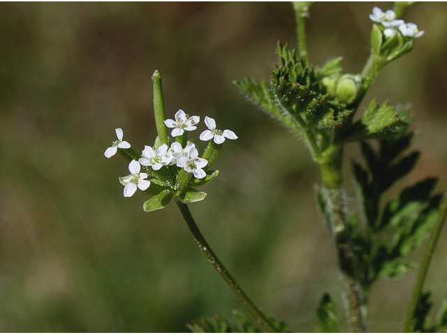 Chaerophyllum tainturieri (Hairyfruit chervil) #59235