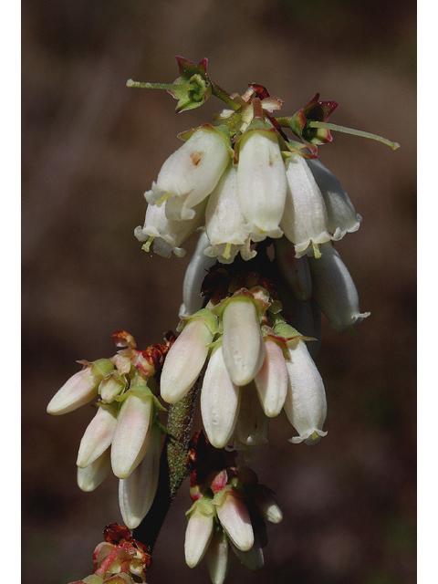 Vaccinium tenellum (Small black blueberry) #59240