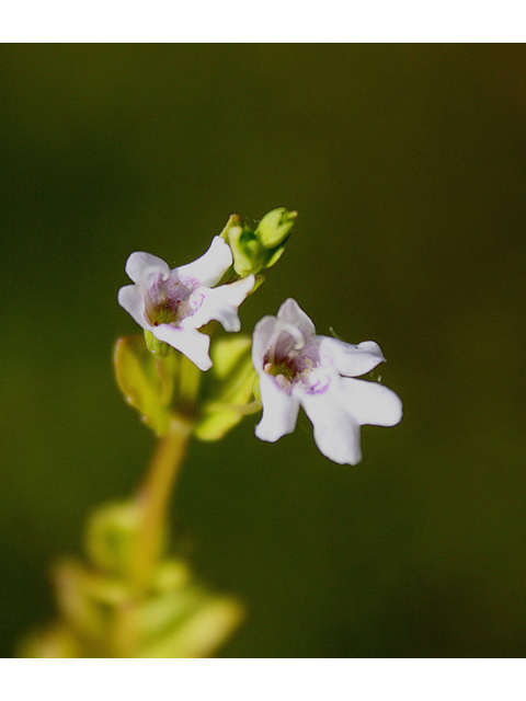 Clinopodium brownei (Browne's savory) #59244