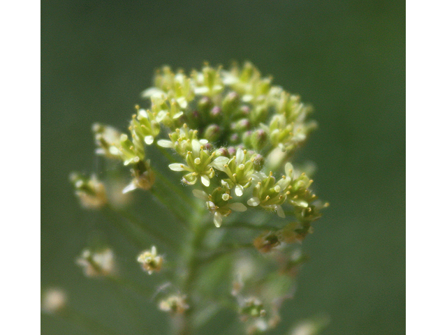 Descurainia pinnata (Western tansymustard) #59254