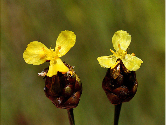 Xyris torta (Twisted yellow-eyed grass) #59256