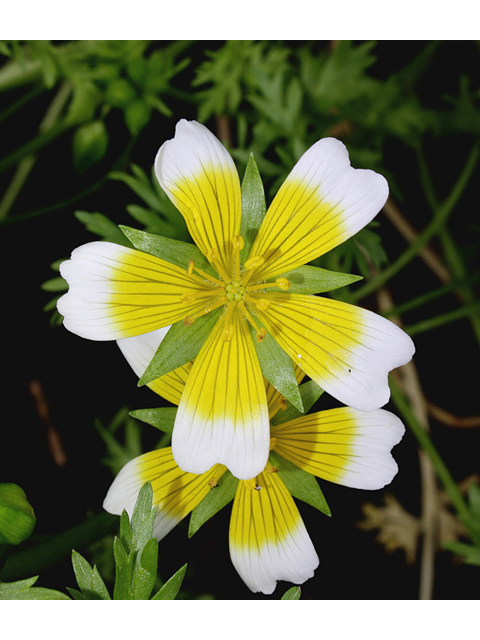 Limnanthes douglasii (Douglas' meadowfoam) #60068