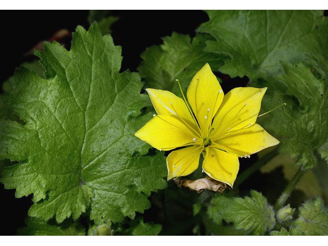 Eucnide bartonioides (Yellow rocknettle) #60069