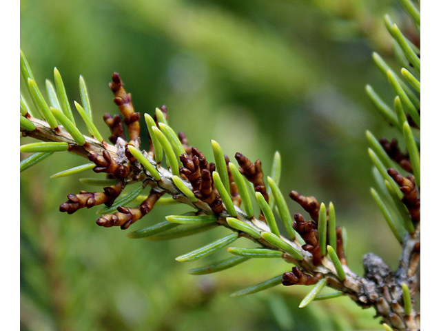 Arceuthobium pusillum (Eastern dwarf mistletoe) #60077