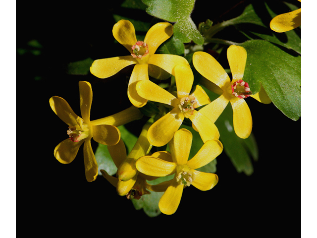 Ribes aureum var. villosum (Clove currant) #60083