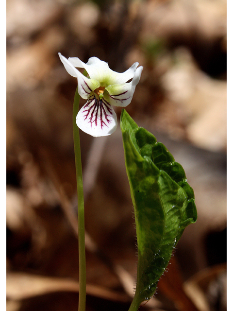 Viola blanda (Sweet white violet) #60084