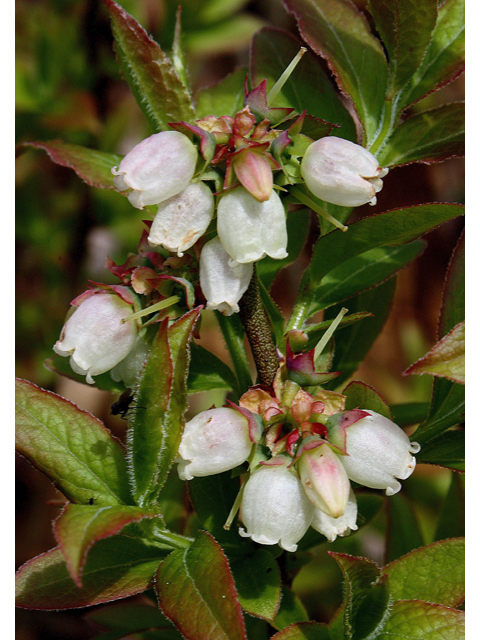 Vaccinium angustifolium (Lowbush blueberry) #60094