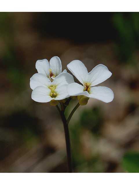 Arabis lyrata (Lyrate rockcress) #60097