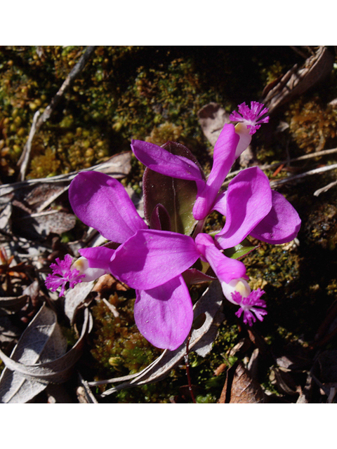 Polygala paucifolia (Gaywings) #60101