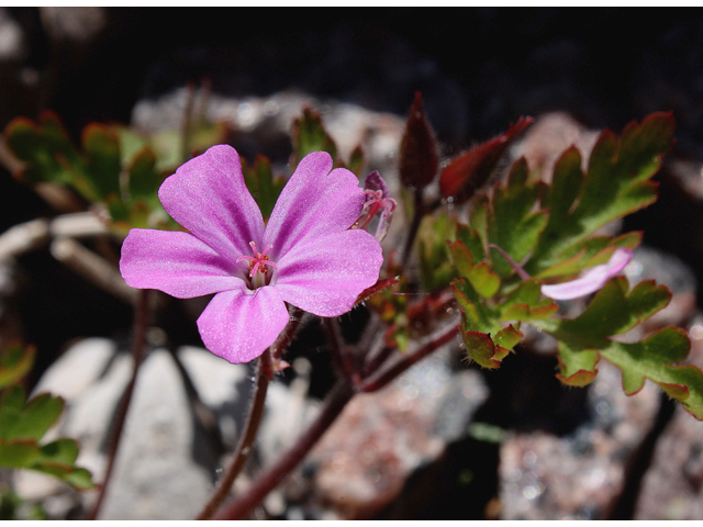 Geranium robertianum (Robert geranium) #60108