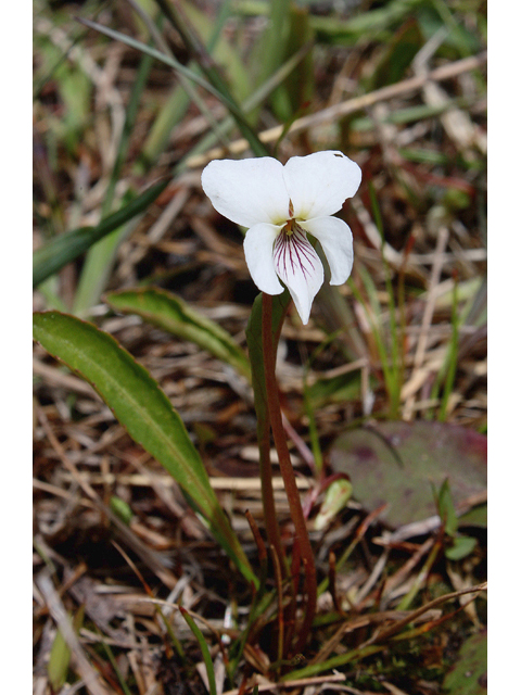 Viola lanceolata (Lance-leaf violet) #60109