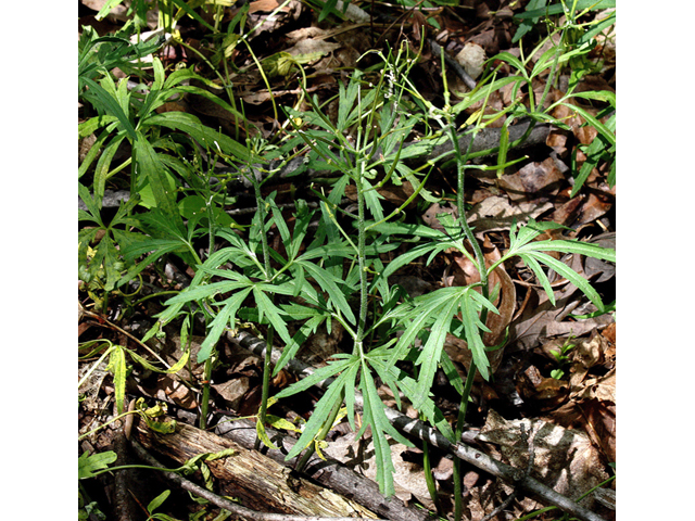 Cardamine concatenata (Cutleaf toothwort) #60111