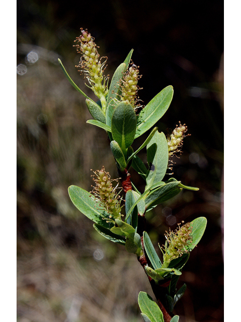 Salix pedicellaris (Bog willow) #60116