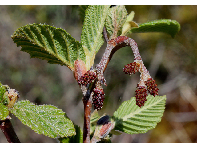 Alnus viridis (Green alder) #60118