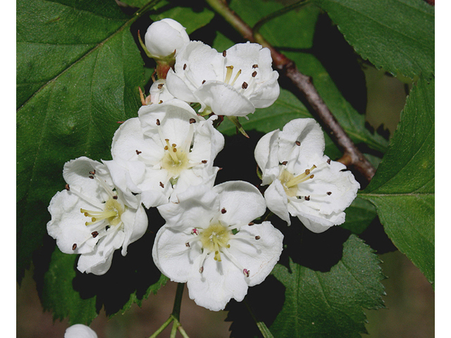 Crataegus douglasii (Black hawthorn) #60144