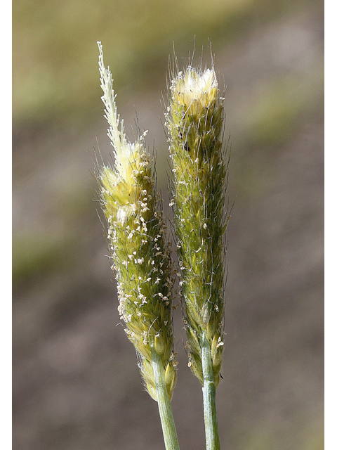 Alopecurus carolinianus (Carolina foxtail ) #60152