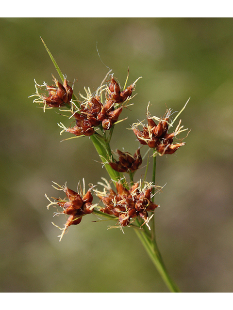 Cladium mariscoides (Smooth sawgrass) #60160