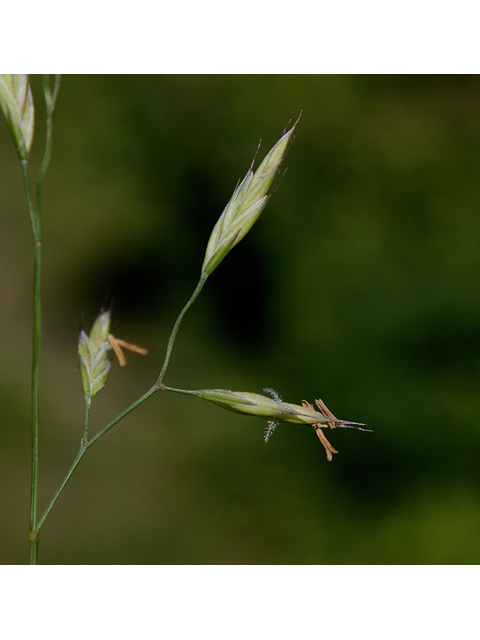 Festuca occidentalis (Western fescue) #60173