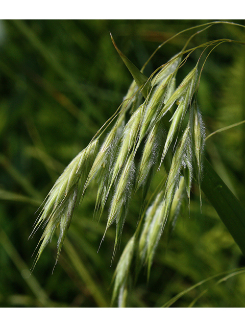 Bromus ciliatus (Fringed brome) #60187