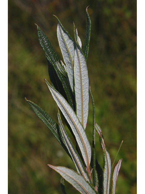 Salix pellita (Satiny willow) #60195