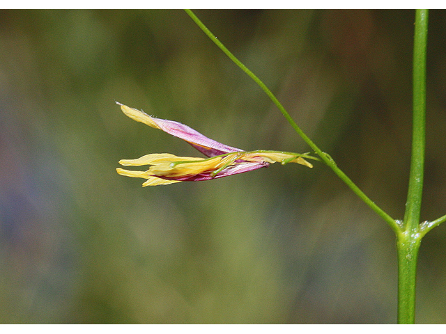 Zizania palustris (Northern wildrice) #60200