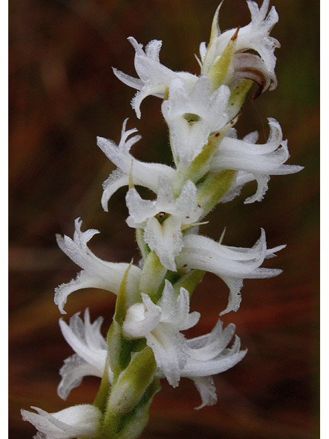 Spiranthes magnicamporum (Great plains ladies'-tresses) #60204