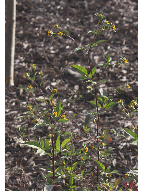 Bidens frondosa (Devil's beggartick) #60205