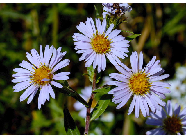 Symphyotrichum puniceum (Purplestem aster) #60207