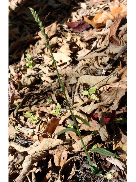 Spiranthes ovalis (October ladies'-tresses) #60215