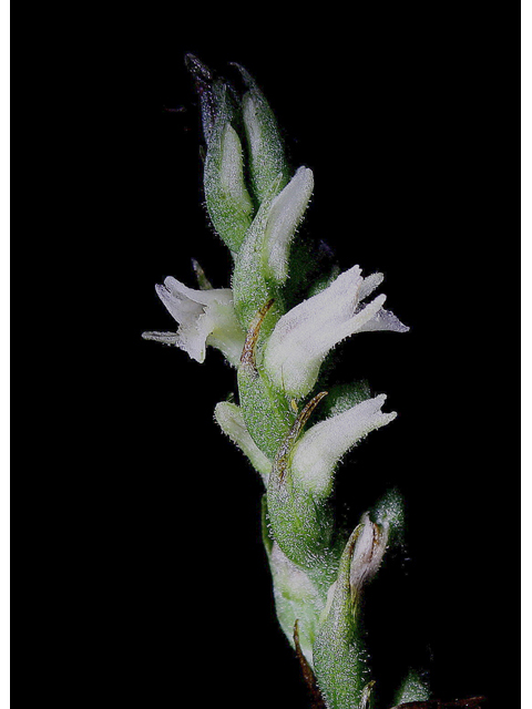 Spiranthes ovalis (October ladies'-tresses) #60216