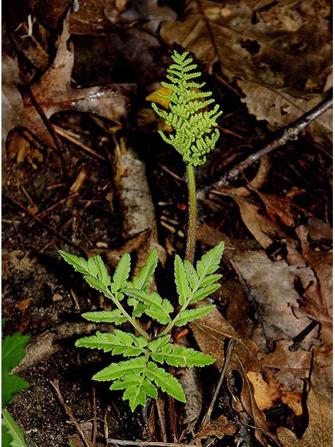 Botrychium dissectum (Cutleaf grapefern) #66997