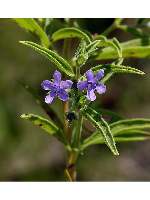 Trichostema brachiatum (Fluxweed) #66998