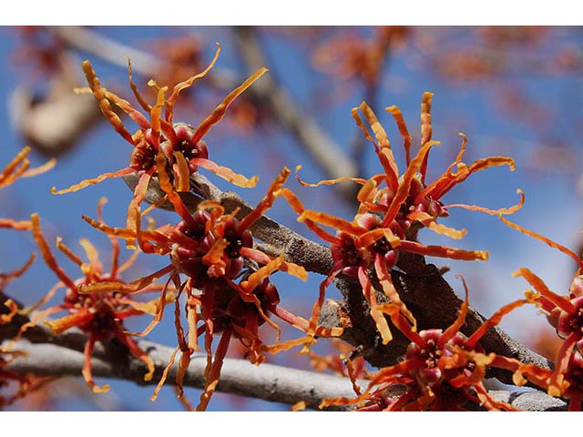 Hamamelis vernalis (Ozark witch-hazel) #67004