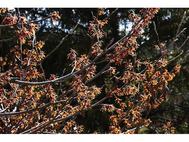 Hamamelis vernalis (Ozark witch-hazel) #67005