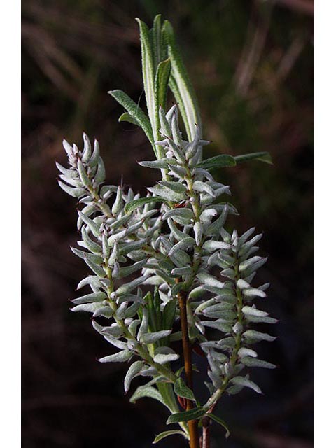 Salix candida (Sageleaf willow) #67015