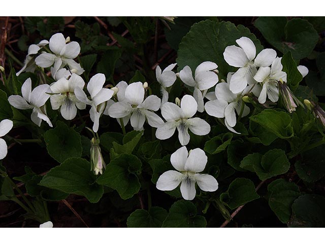 Viola striata (Striped cream violet) #67016