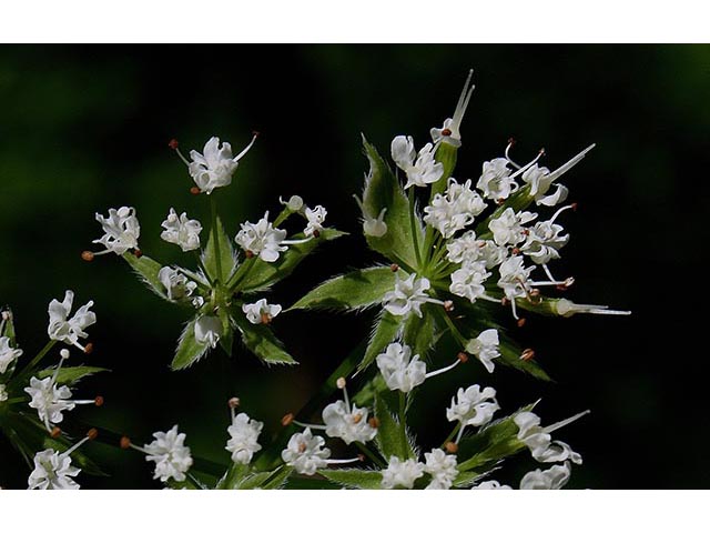 Osmorhiza longistylis (Longstyle sweetroot) #67023