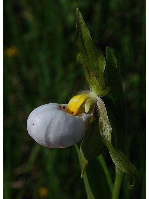 Cypripedium candidum (White lady's slipper) #67025