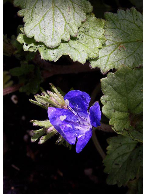 Phacelia campanularia (Desert bells) #67028