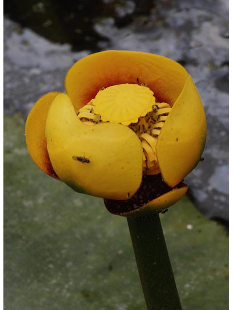 Nuphar lutea ssp. variegata (Varigated yellow pond-lily) #67034