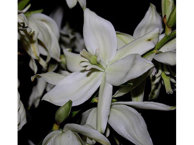 Yucca flaccida (Weak-leaf yucca) #67040