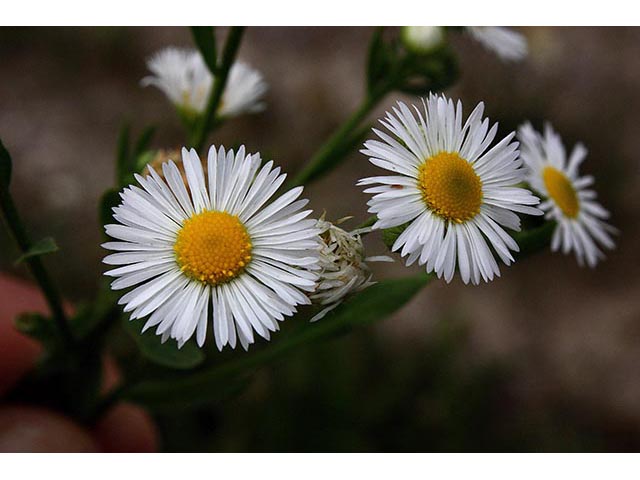 Erigeron strigosus (Prairie fleabane) #67044