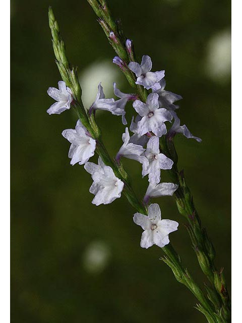 Verbena simplex (Narrowleaf vervain) #67046