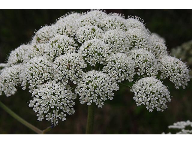 Angelica triquinata (Filmy angelica) #67054