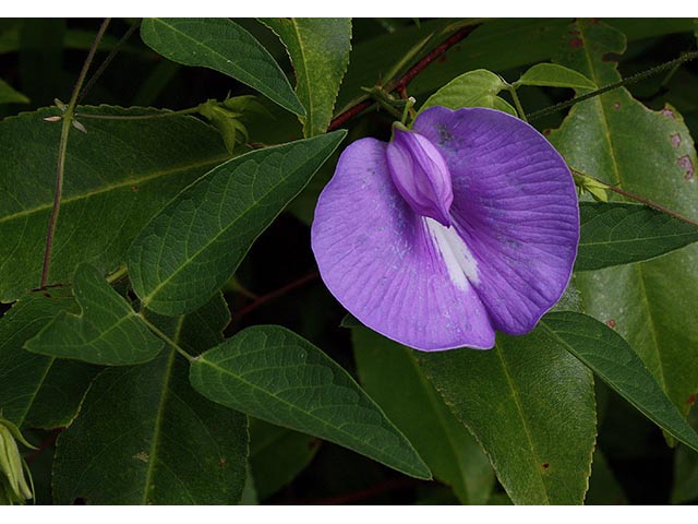 Centrosema virginianum (Spurred butterfly pea) #67059