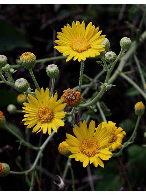 Heterotheca subaxillaris (Camphorweed) #67062