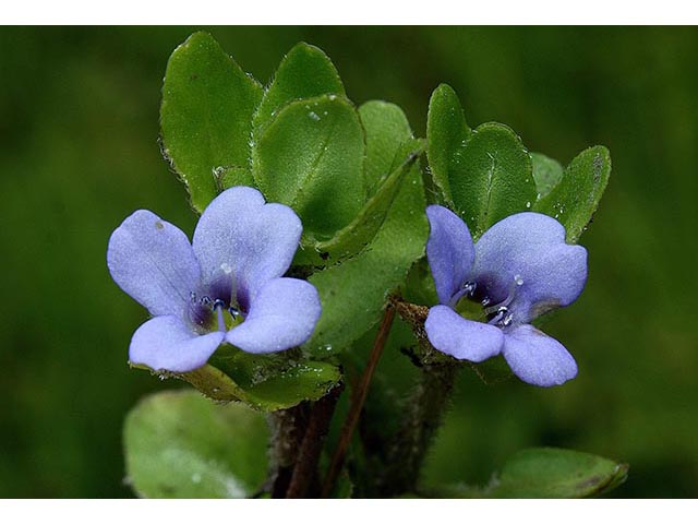 Bacopa caroliniana (Blue waterhyssop) #67067