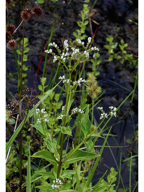 Mitreola petiolata (Lax hornpod) #67080