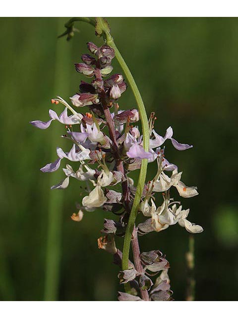 Teucrium canadense (American germander) #67085