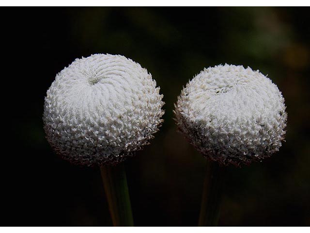 Eriocaulon decangulare (Ten-angle pipewort) #67108